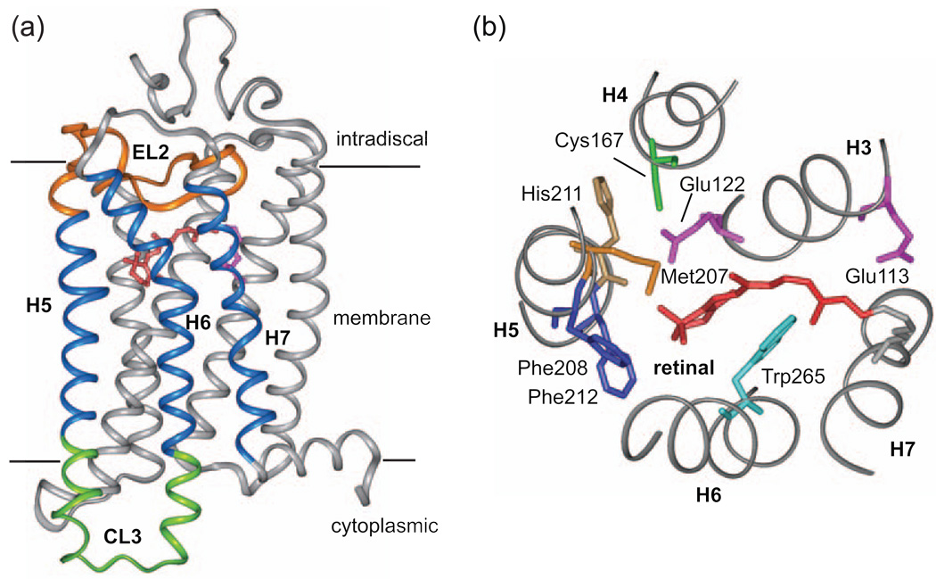 Fig. 1