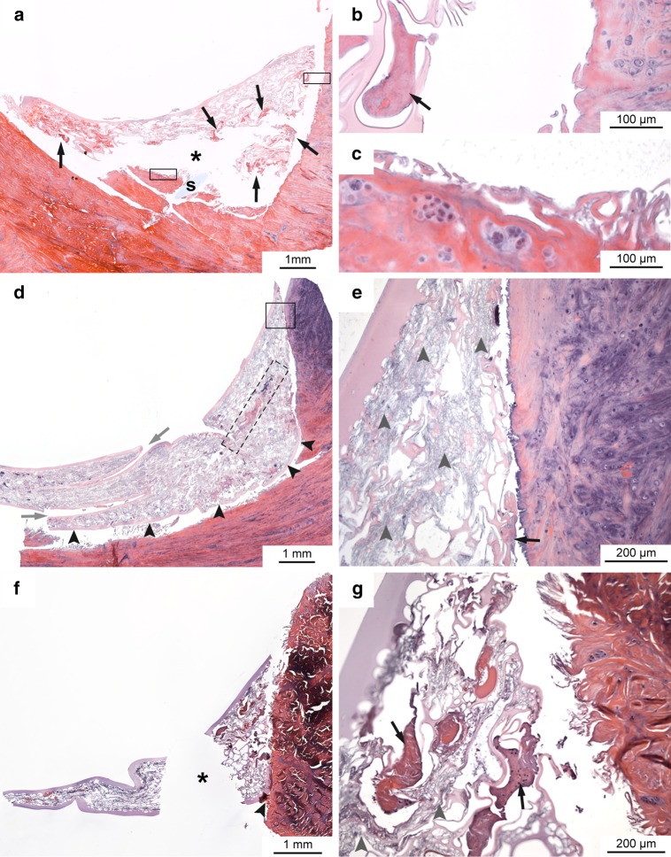 Fig. 6