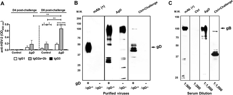 Figure 6—figure supplement 1.