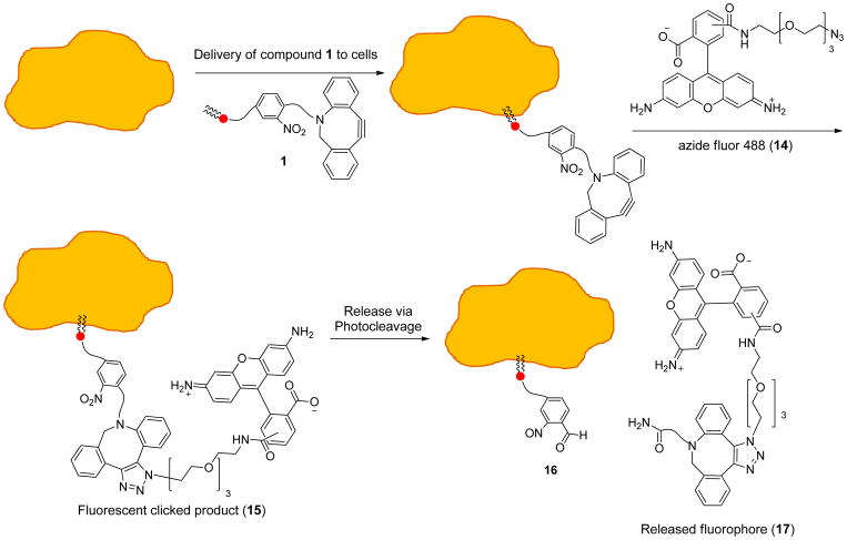 Scheme 2