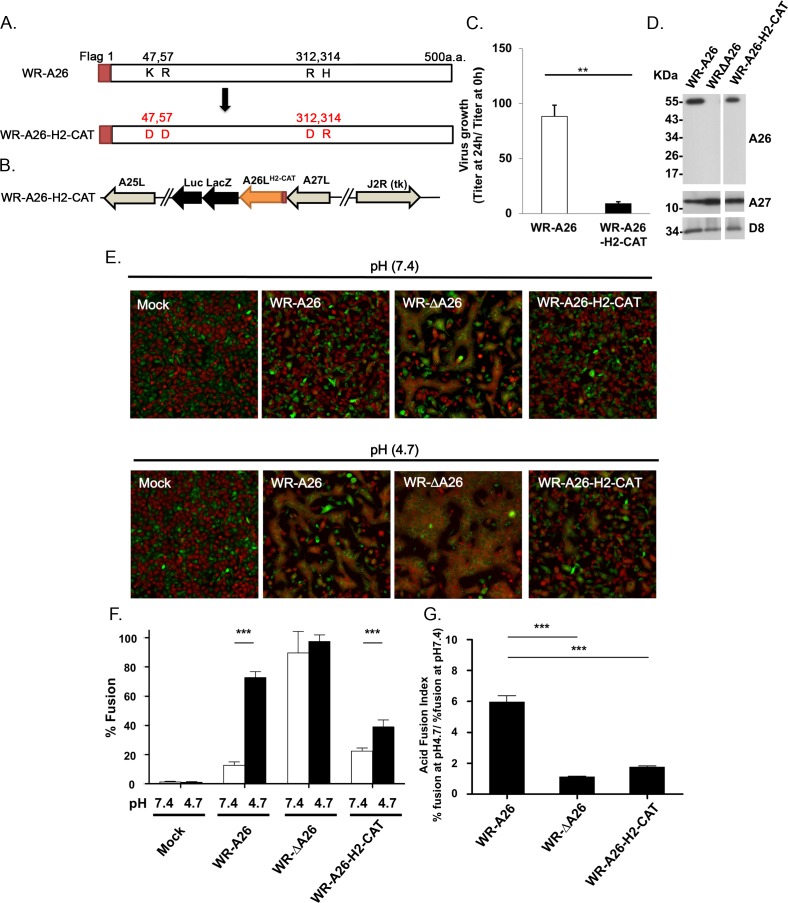 Fig 6