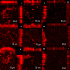 Fig 10