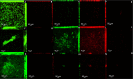Fig 7