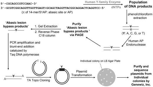 Scheme 1.