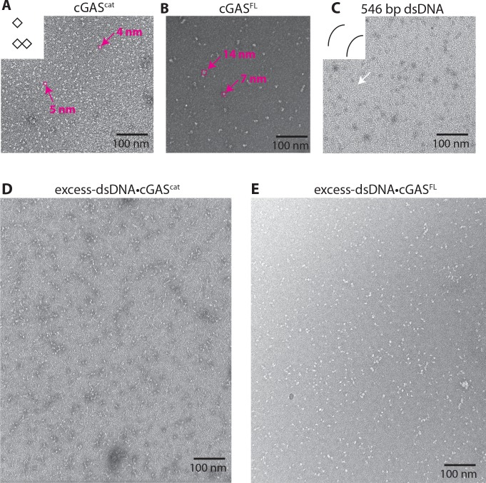 Figure 6—figure supplement 2.