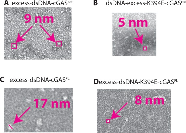 Figure 6—figure supplement 1.