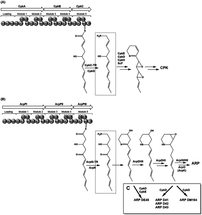 FIGURE 2