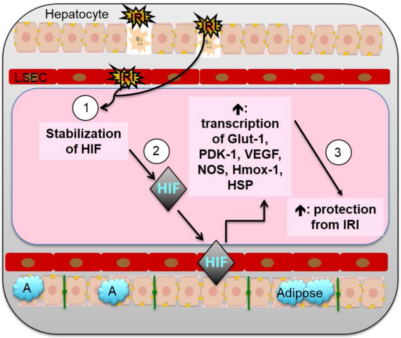 Figure 4: