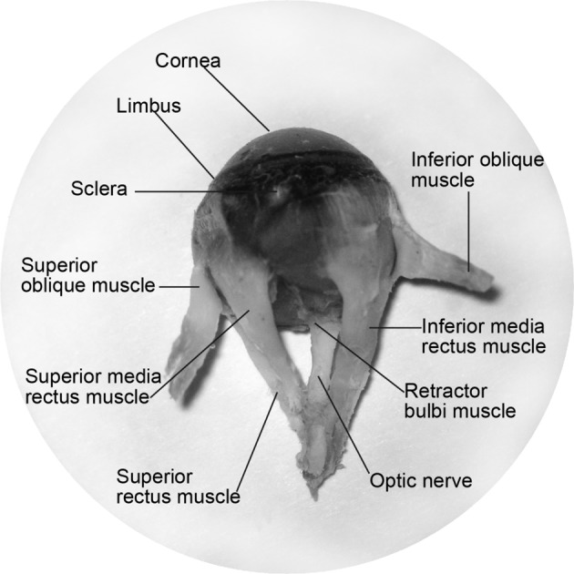 Figure 4.