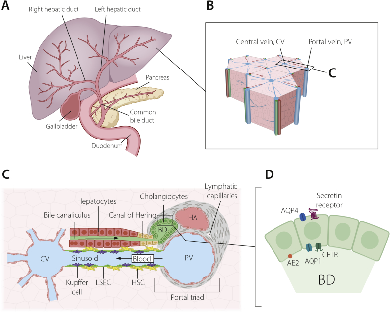 Fig. 2