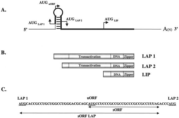 FIG. 1.