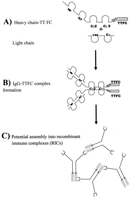 FIG. 1.