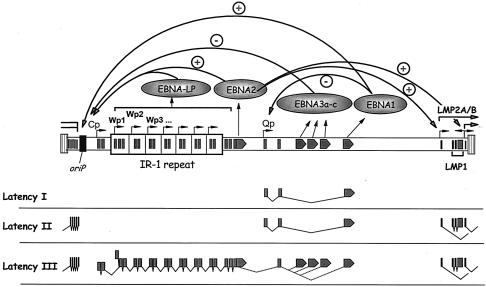 FIG. 1.