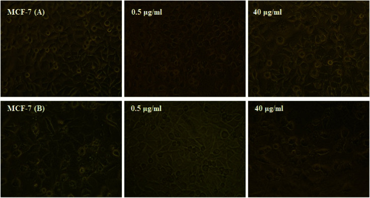 Fig. 14