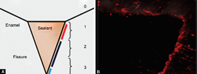 Figs 2A and B