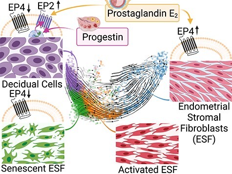 Graphical Abstract