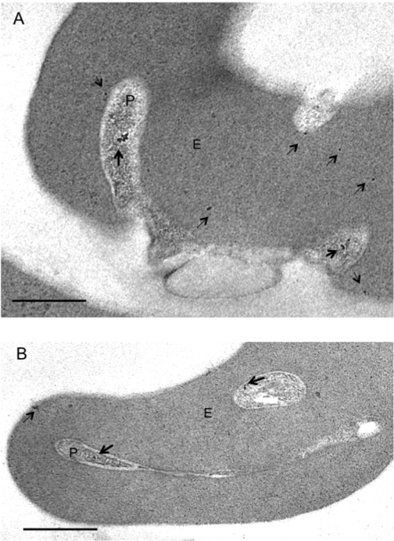 Fig 6