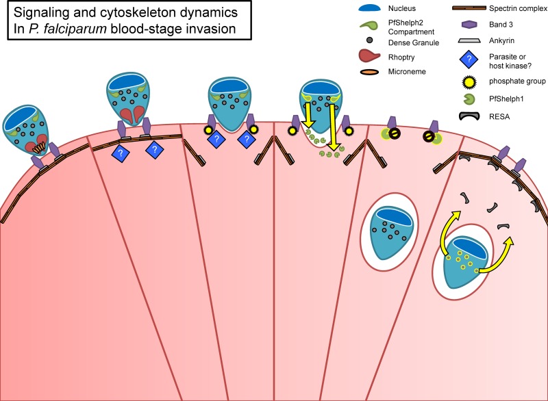 Fig 10