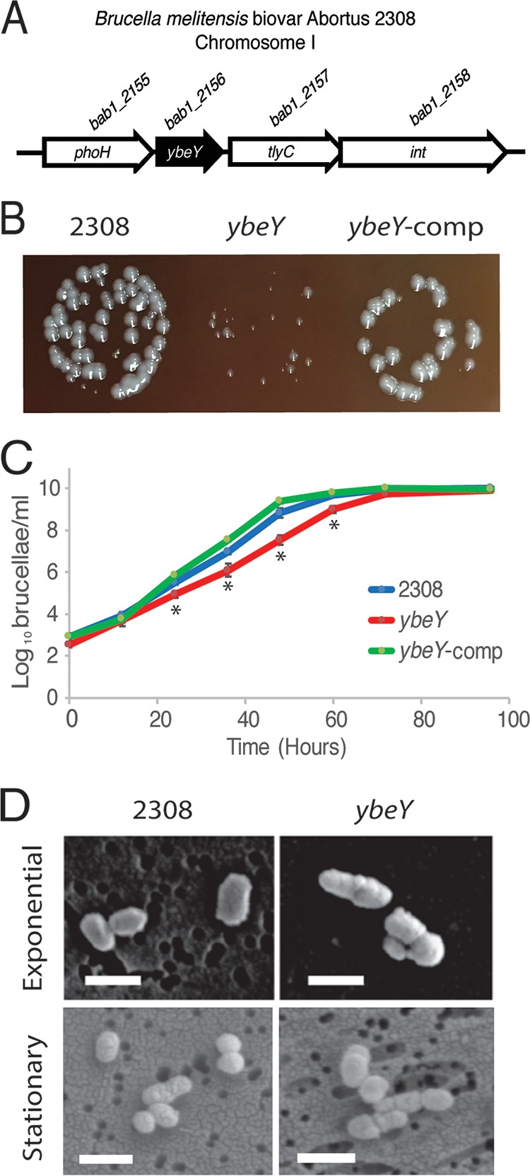 FIG 1