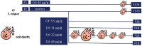 Graphical Abstract