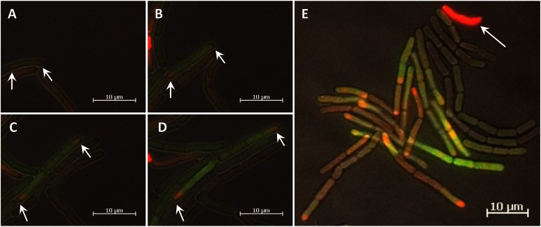 FIG 4