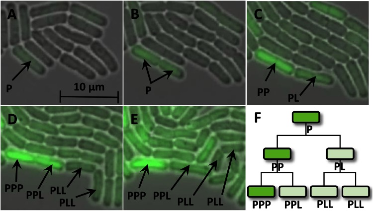 FIG 3