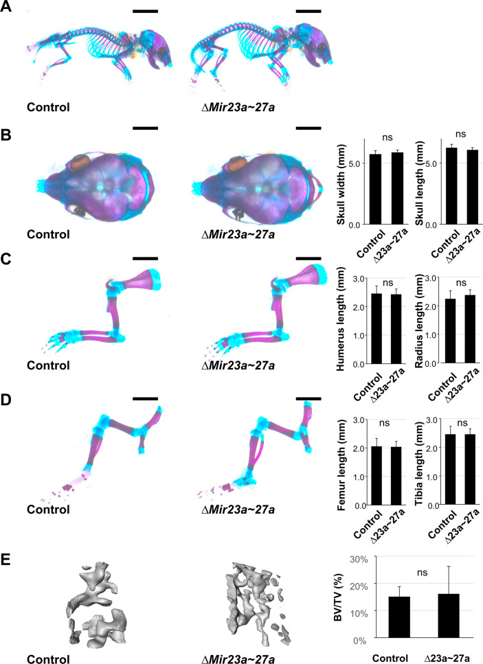 Figure 1—figure supplement 1.