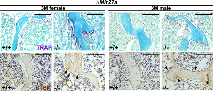 Figure 5—figure supplement 2.