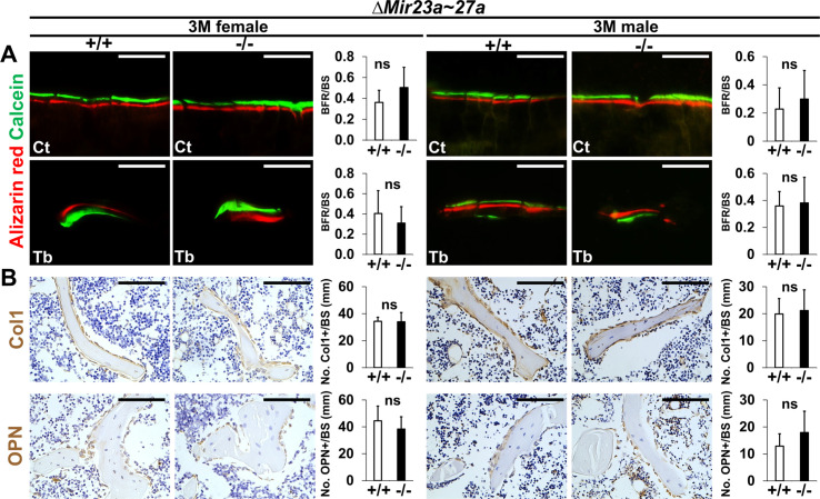 Figure 2—figure supplement 1.