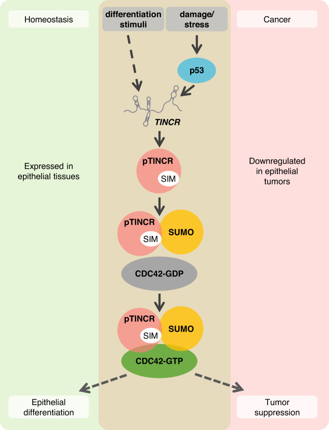 pTINCR microprotein promotes epithelial differentiation and suppresses ...