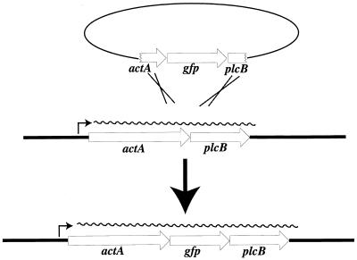 FIG. 1