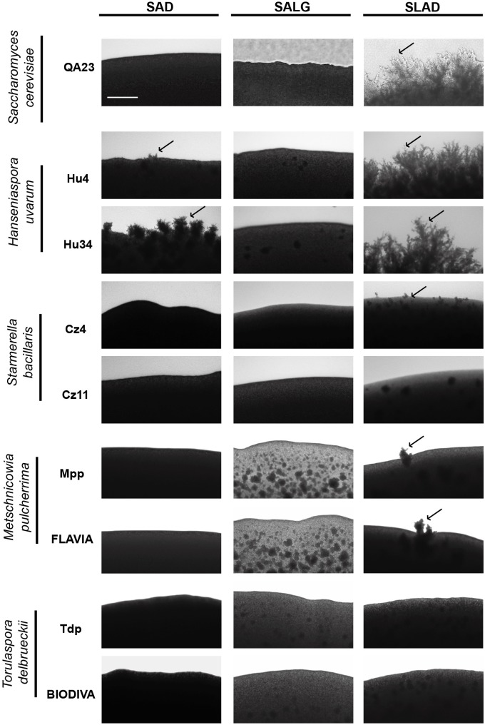 FIGURE 6