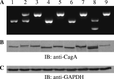 FIG. 1.