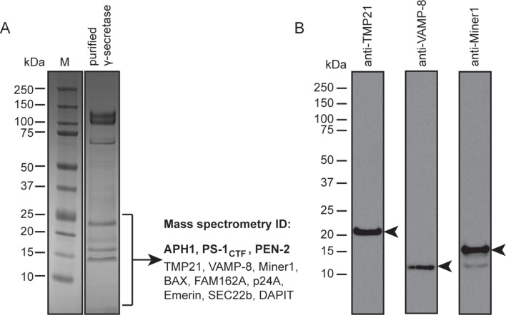 Figure 4—figure supplement 1.