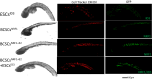 Fig. 9