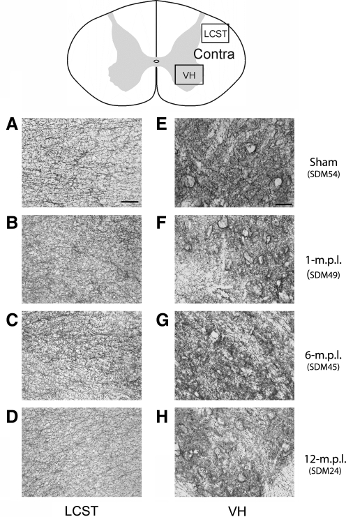 FIG. 9.