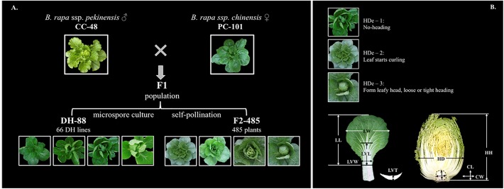 FIGURE 1