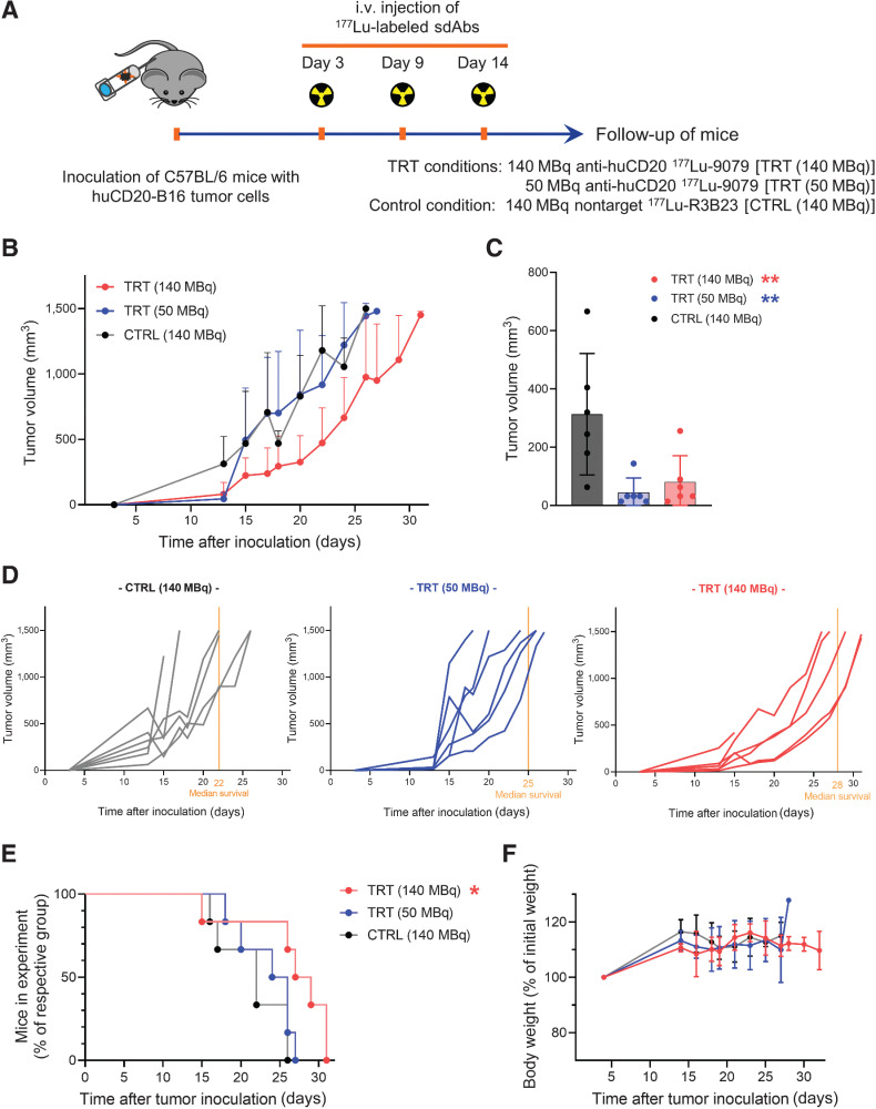 Figure 3: Therapy with low and high doses of 177Lu-9079 impacts on B16-huCD20 tumor growth. A, Schematic representation of the 177Lu-sdAbs treatment regimen detailing experimental conditions: 50 MBq of 177Lu-9079 [TRT (50 MBq)], 140 MBq of 177Lu-9079 [TRT (140 MBq)], and 140 MBq 177Lu-R3B23 [CTRL (140 MBq)]. Tumor kinetic after treatment are shown by group during the course of the experiment (B) and on day 13 (C), by individual mouse (D) and Kaplan–Meier curve showing the time at which mice reached humane endpoints by group (E). F, Weight of treated mice. The bar graphs show individual datapoints and grouped mean ± SD (N = 1, n = 6).