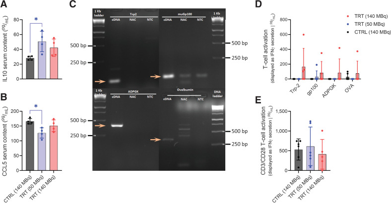 Figure 4: Peripheral immune responses upon treatment with 177Lu-9079. Multiplex analysis of serum cytokine levels of IL10 (A) and CCL5 (B) was performed on serum isolated 6 hours after last administration of 50 MBq or 140 MBq of 177Lu-9079 [TRT (50 MBq) and TRT (140 MBq), respectively], or 140 MBq 177Lu-R3B23 [CTRL (140 MBq)]. The graphs represent the results as individual values with grouped mean ± SD (N = 1, n = 4). C, Agarose gel visualizing amplicons resulting from the PCR reaction with gp100 (90 bp), Trp2 (71 bp), ADPGK (400 bp), and ovalbumin (346 bp) specific primer sets. D, Analysis of IFNγ production by CD8pos splenocytes stimulated with antigen-derived peptides. E, Analysis of IFN-γ production by CD8pos splenocytes stimulated with anti-CD3/CD28 antibody-coated beads. D and E, The graphs represent the results as individual values with grouped mean ± SD (N = 1, n = 6).