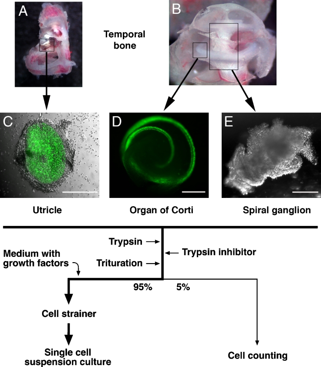 FIG. 1.