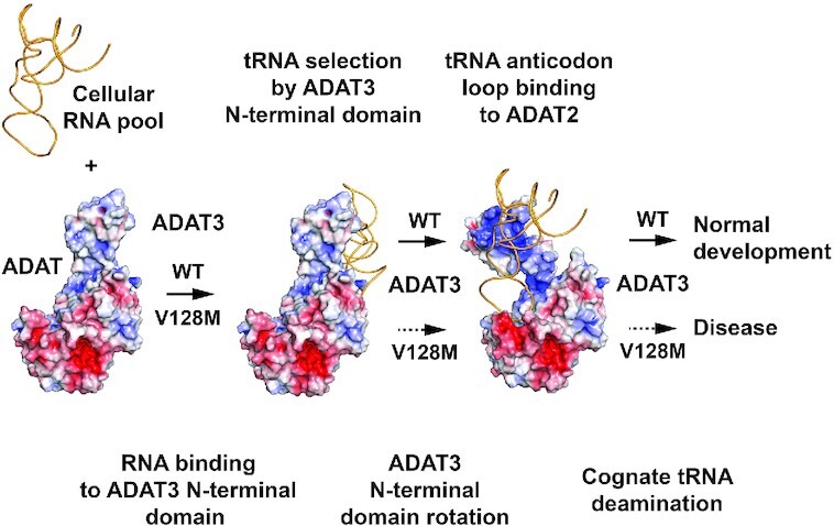 Graphical abstract