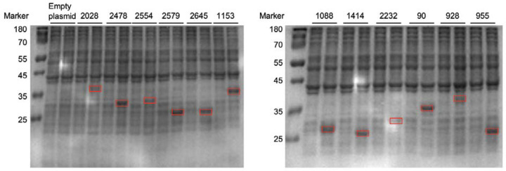 Extended Data Figure 3.