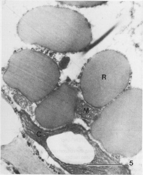 Fig. 5