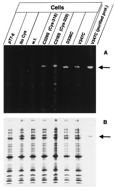 FIG. 4