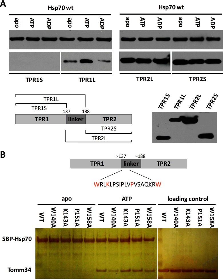 Fig. 9.