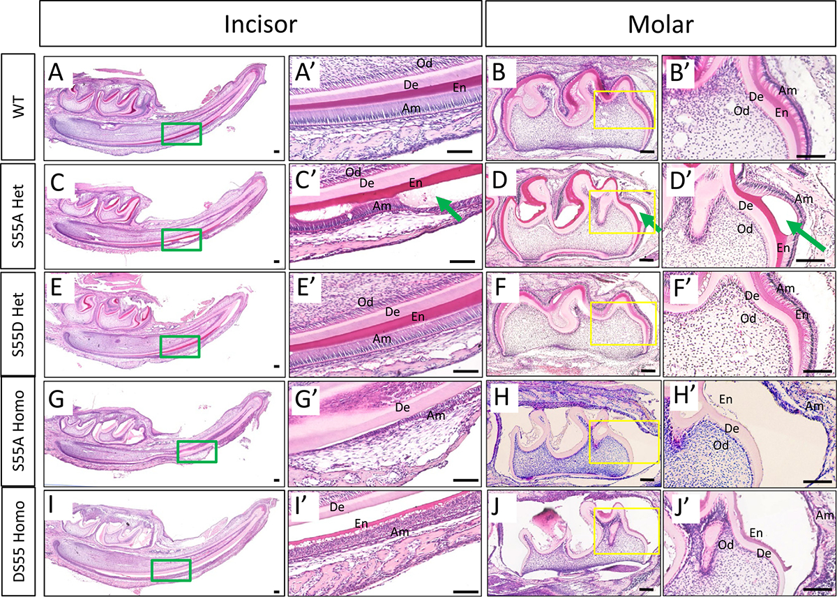 Fig. 9.