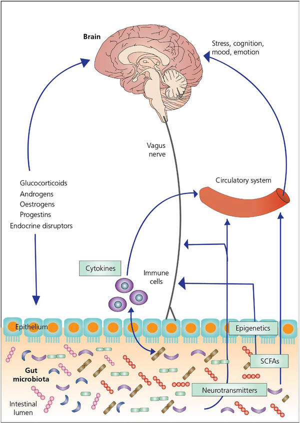 Steroids, stress and the gut microbiome-brain axis - PMC