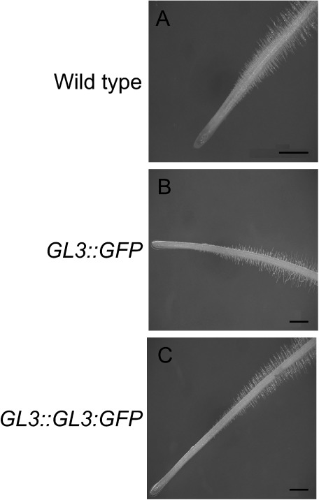 Figure 1. Root epidermal phenotypes of transgenic tomato plants. (A) Five-day-old seedling roots of wild-type plant. (B) Five-day-old seedling roots of GL3::GFP transgenic plant. (C) Five-day-old seedling roots of GL3::GL3:GFP transgenic plant. Scale bars: 1 mm.