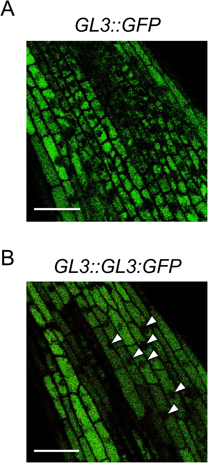 Figure 2. Distribution of GFP fluorescence in transgenic tomato plants. (A) CLSM images showing GFP fluorescence in the root epidermis of a GL3::GFP transgenic tomato plant. (B) CLSM images showing GFP fluorescence in the root epidermis of a GL3::GL3:GFP transgenic tomato plant. Arrowheads indicate the nucleus. Scale bars: 50 µm.