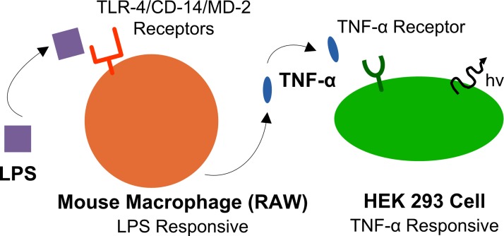 FIG. 2.